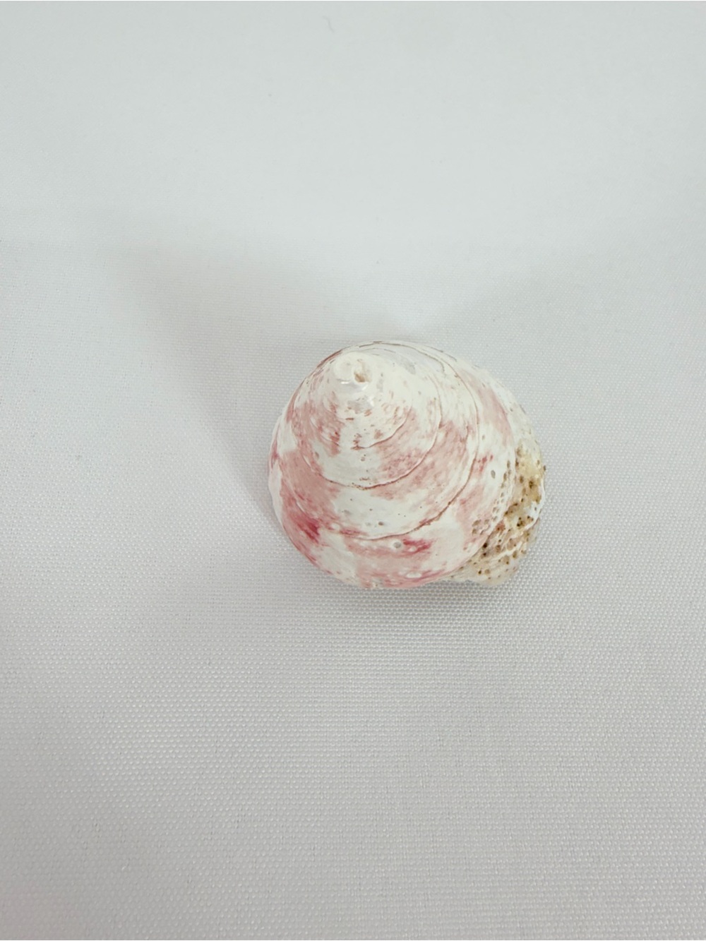 Seashell from the ocean - Picture 3 of 6